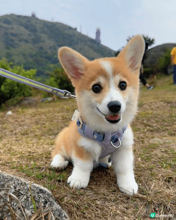 1)我除左鍾意我爸爸媽媽，我最愛就係糧機