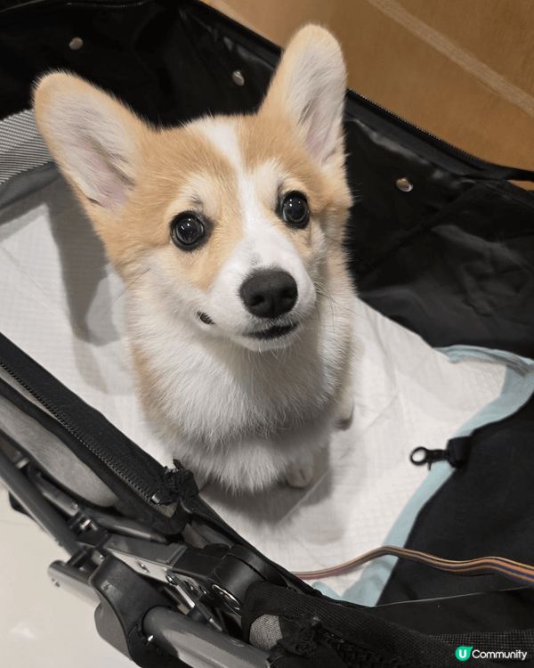 1)我除左鍾意我爸爸媽媽，我最愛就係糧機