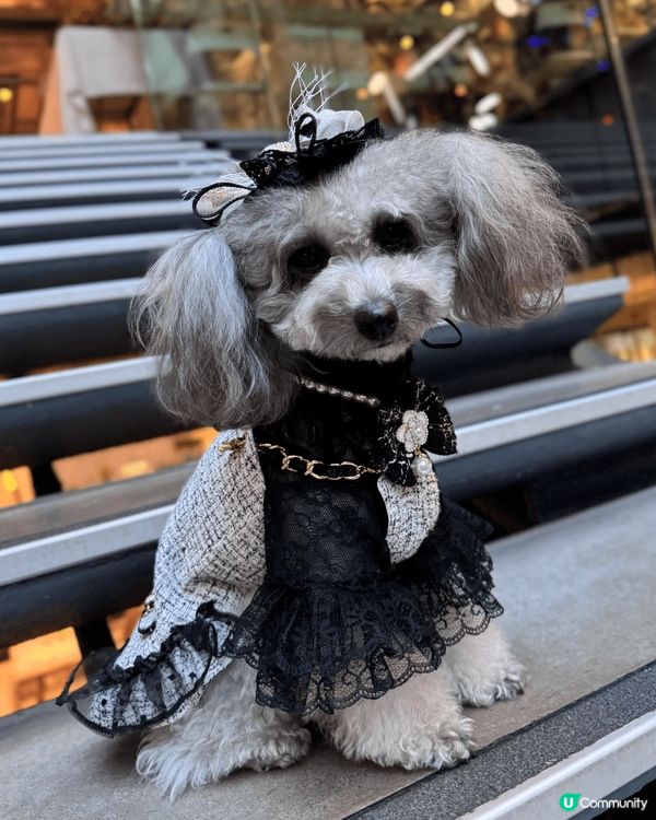 我鍾意沖涼乾淨，用高質產品沖完涼香噴噴，蓬鬆毛毛，打扮靚一靚...