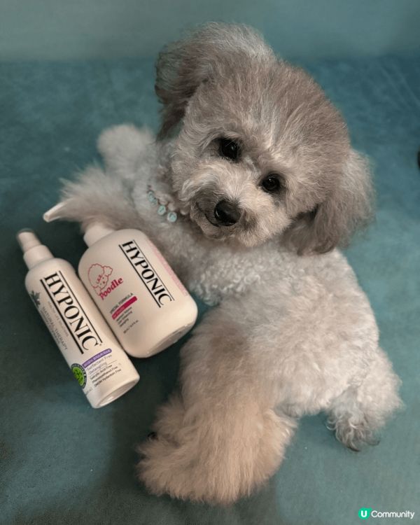 我鍾意沖涼乾淨，用高質產品沖完涼香噴噴，蓬鬆毛毛，打扮靚一靚...