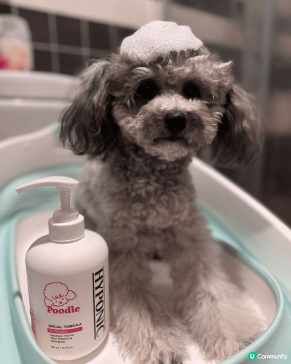 我鍾意沖涼乾淨，用高質產品沖完涼香噴噴，蓬鬆毛毛，打扮靚一靚...