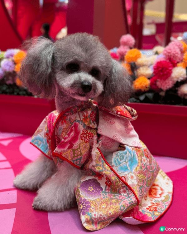 我鍾意沖涼乾淨，用高質產品沖完涼香噴噴，蓬鬆毛毛，打扮靚一靚...