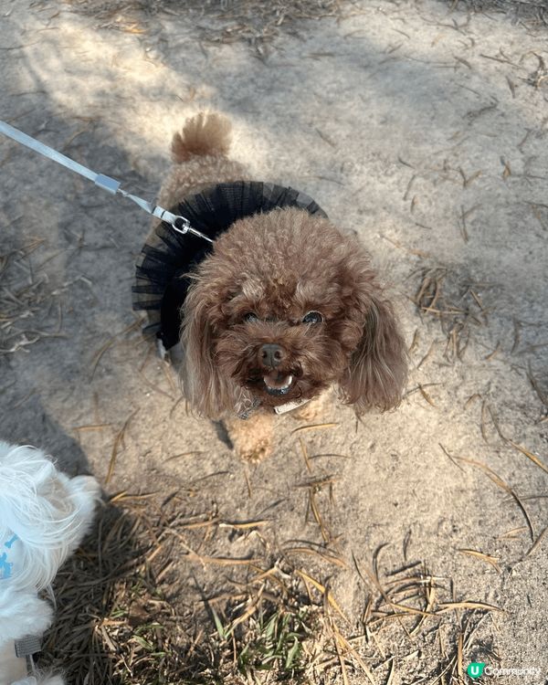 Halo 我哋係查查同細細