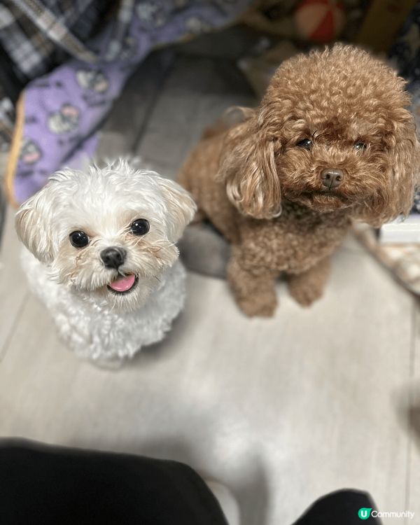 Halo 我哋係查查同細細