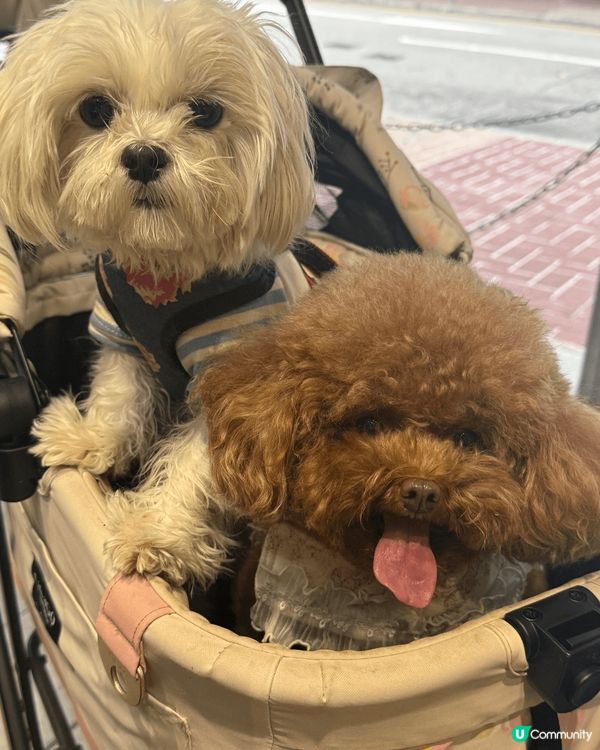 Halo 我哋係查查同細細