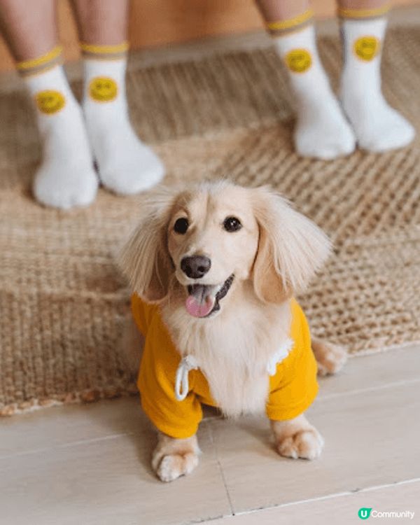 會笑的短腳金毛(其實係長毛臘腸)