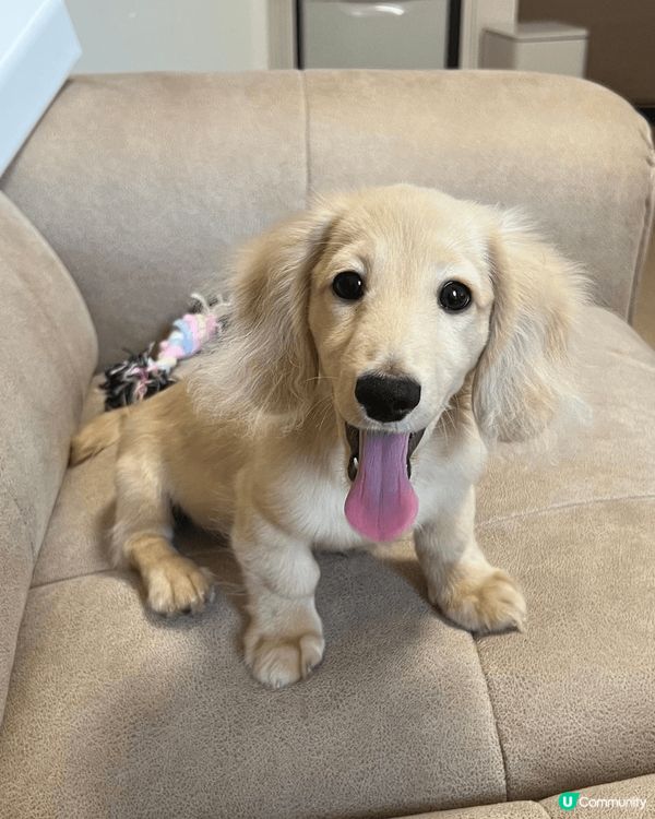 會笑的短腳金毛(其實係長毛臘腸)