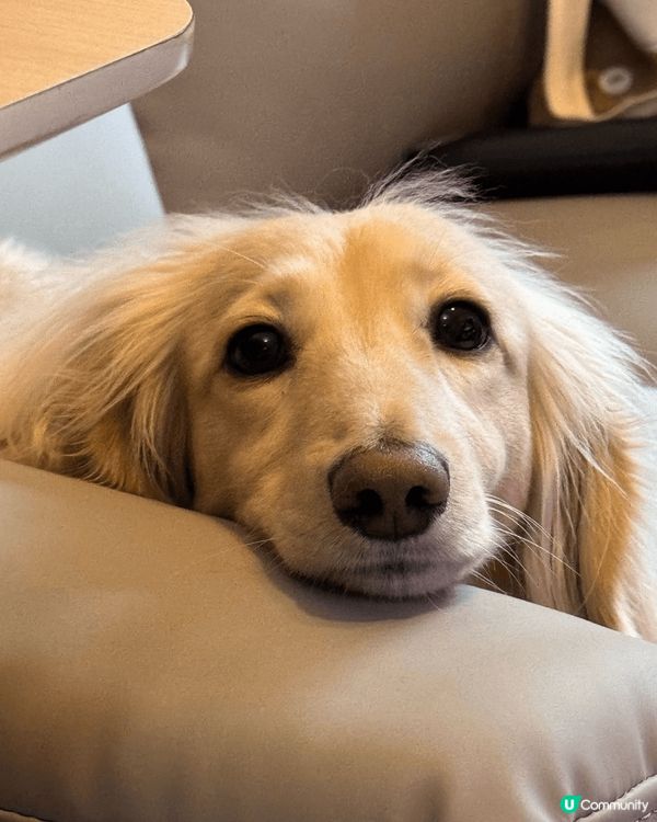 會笑的短腳金毛(其實係長毛臘腸)