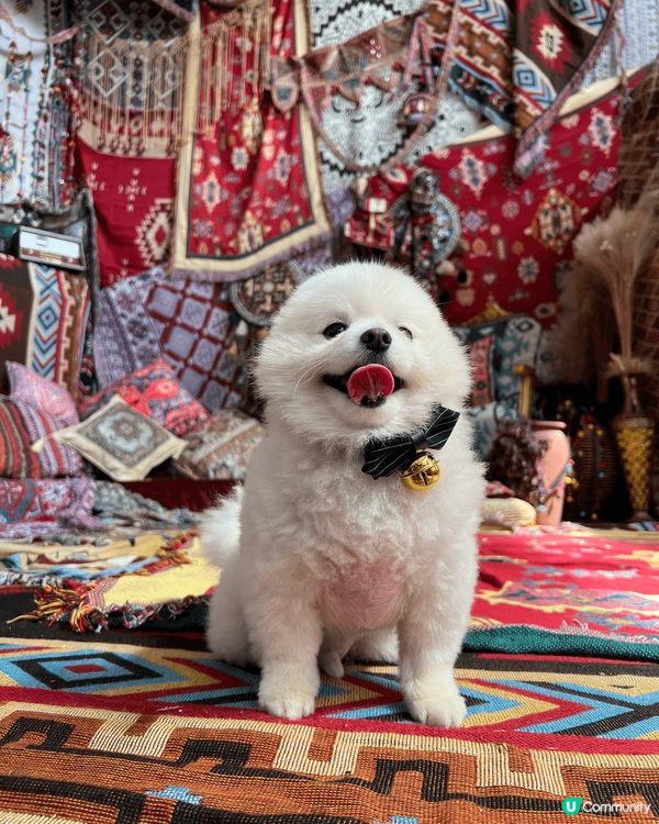 影呢輯寵物寫真之前，特登係幫佢剪個靚髮，黎到呢個土耳其風嘅狗...