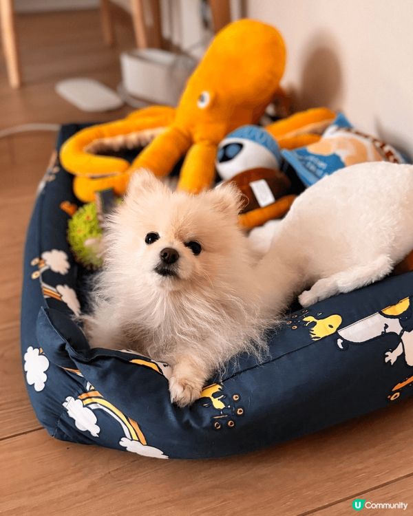 影呢輯寵物寫真之前，特登係幫佢剪個靚髮，黎到呢個土耳其風嘅狗...