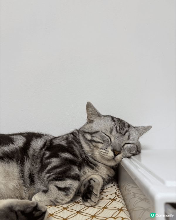 我家貓仔叫芝麻，因為佢成身都係黑白色，日常就最鍾意瞓覺，有嘢...