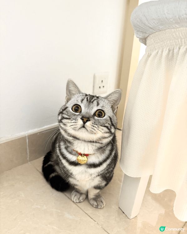 我家貓仔叫芝麻，因為佢成身都係黑白色，日常就最鍾意瞓覺，有嘢...