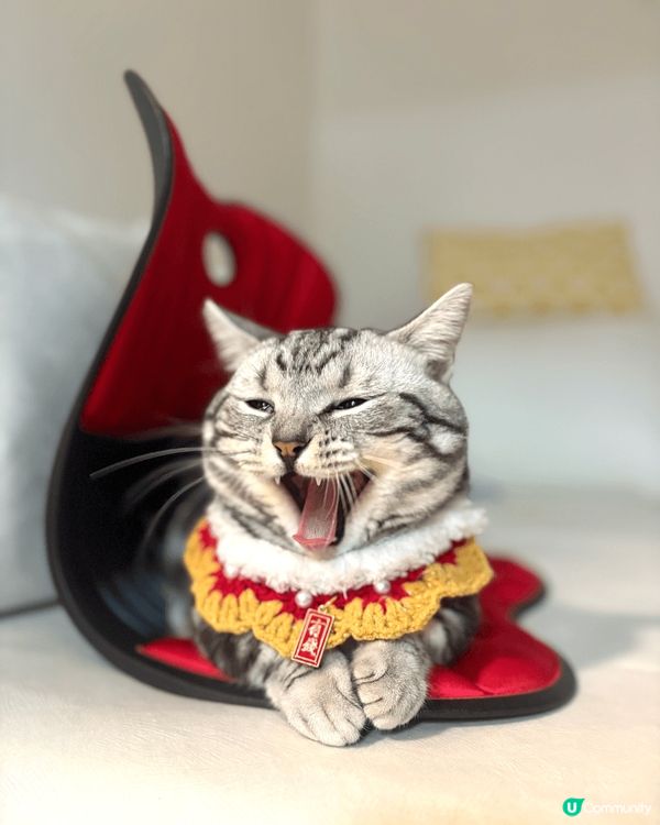 我家貓仔叫芝麻，因為佢成身都係黑白色，日常就最鍾意瞓覺，有嘢...