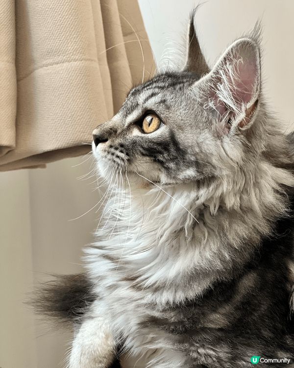 我家妹妹係隻4.5個月大嘅緬因小公主！無論咩角度咩表情都係1...