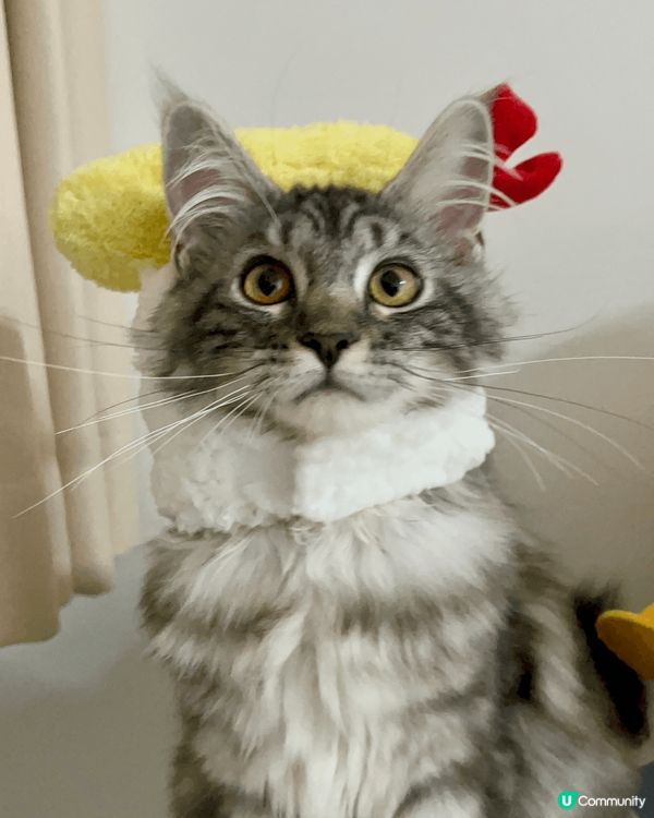 我家妹妹係隻4.5個月大嘅緬因小公主！無論咩角度咩表情都係1...