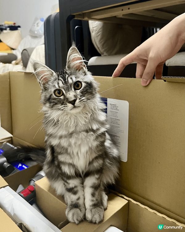 我家妹妹係隻4.5個月大嘅緬因小公主！無論咩角度咩表情都係1...