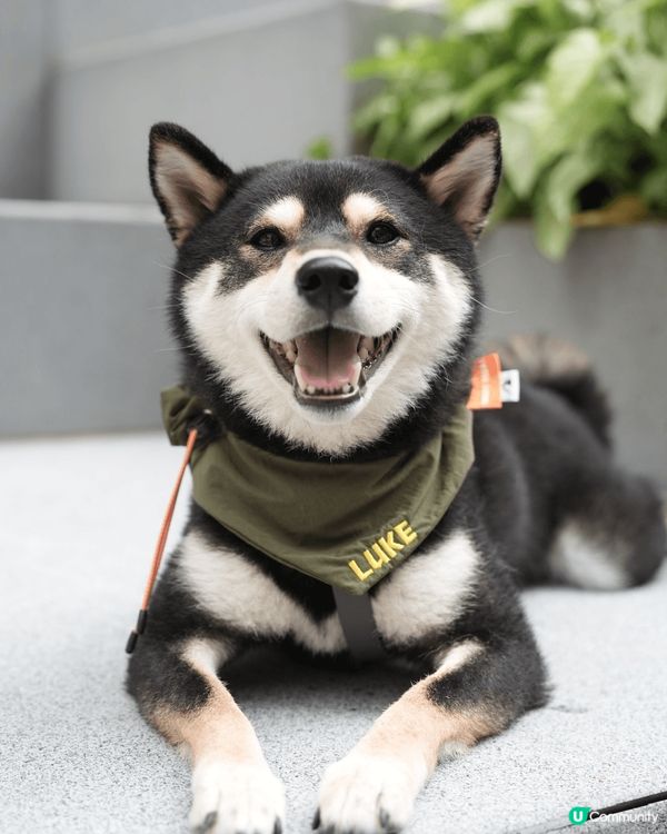 爹哋媽咪成日帶我出去玩、四圍去打卡，無論上山下海我都一樣咁鍾...