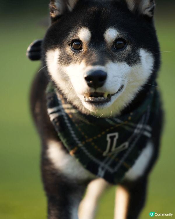 爹哋媽咪成日帶我出去玩、四圍去打卡，無論上山下海我都一樣咁鍾...