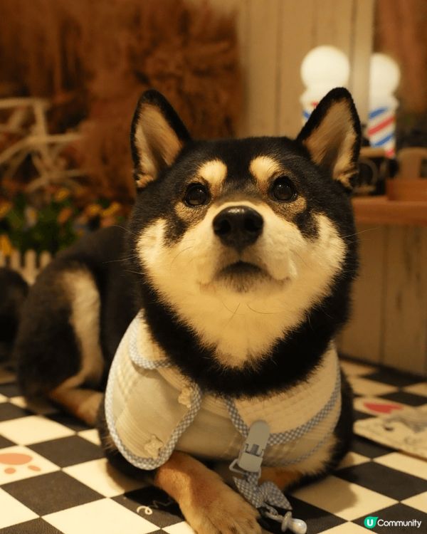 爹哋媽咪成日帶我出去玩、四圍去打卡，無論上山下海我都一樣咁鍾...