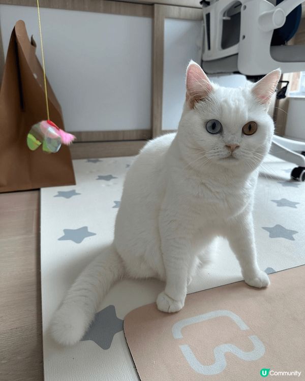 一筒及二筒是兩歲的白貓，歡迎大家到instragram追蹤佢...