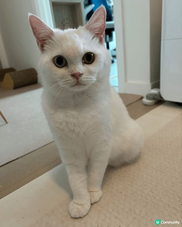 一筒及二筒是兩歲的白貓，歡迎大家到instragram追蹤佢...