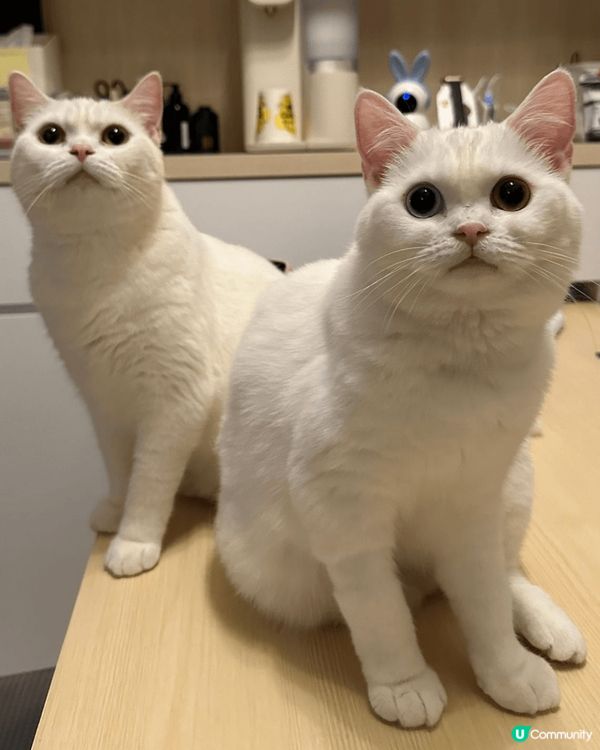一筒及二筒是兩歲的白貓，歡迎大家到instragram追蹤佢...