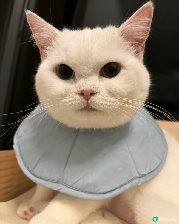 一筒及二筒是兩歲的白貓，歡迎大家到instragram追蹤佢...