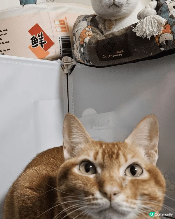 兩隻唐貓一白貓一黃貓，最近養多一隻愛情鳥，相片中三隻都相親相...