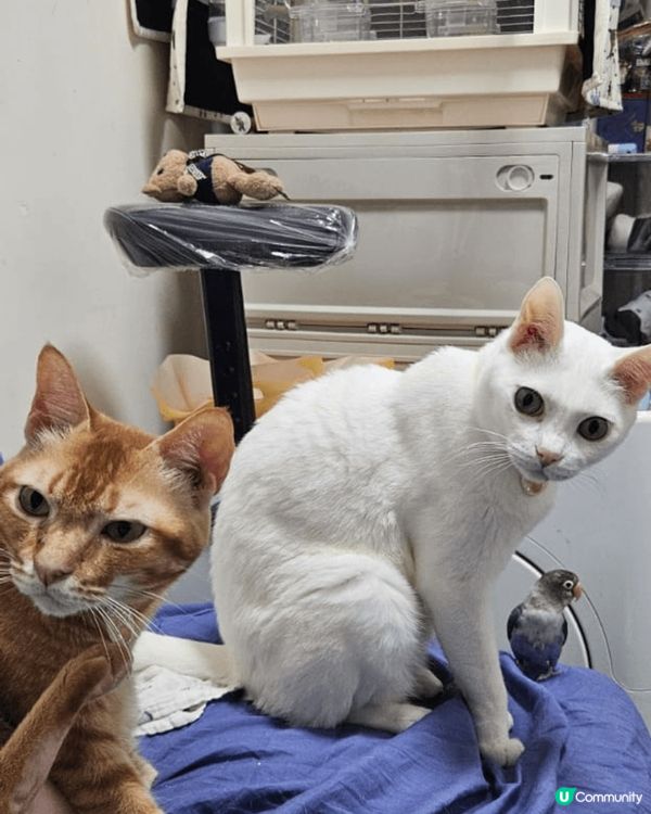 兩隻唐貓一白貓一黃貓，最近養多一隻愛情鳥，相片中三隻都相親相...