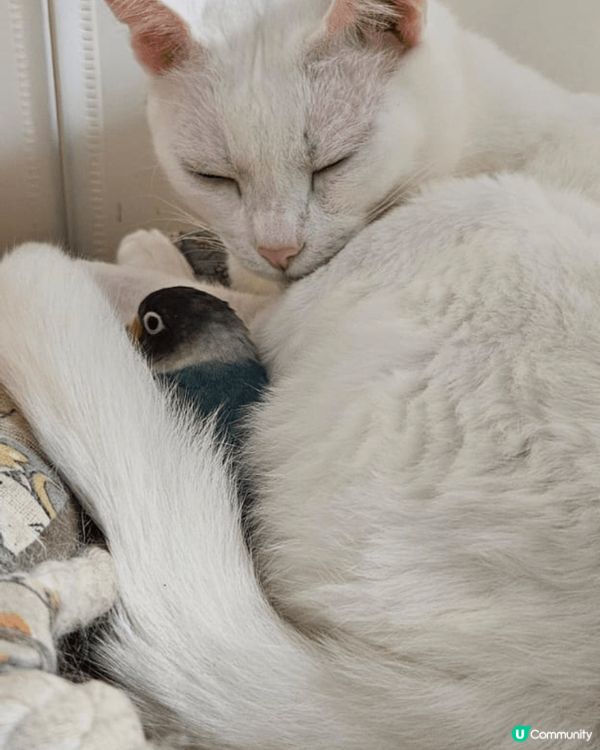 兩隻唐貓一白貓一黃貓，最近養多一隻愛情鳥，相片中三隻都相親相...