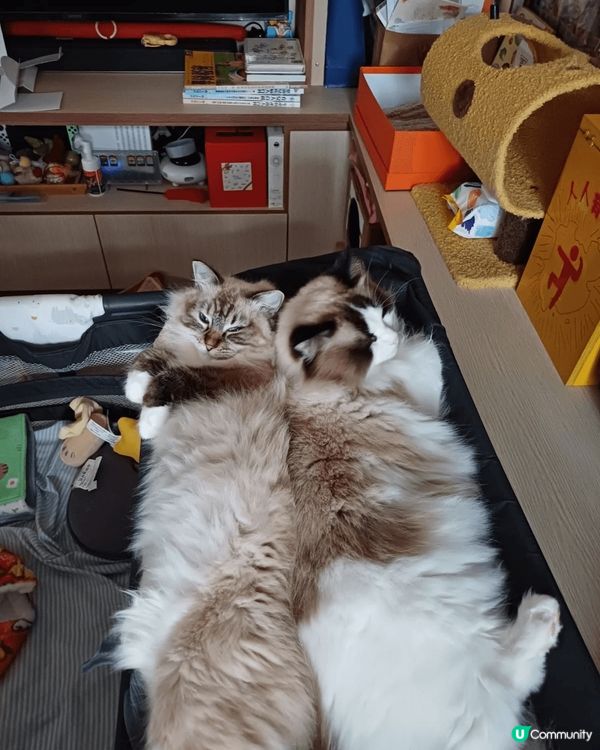 我2隻貓真係咩時間都好可愛！