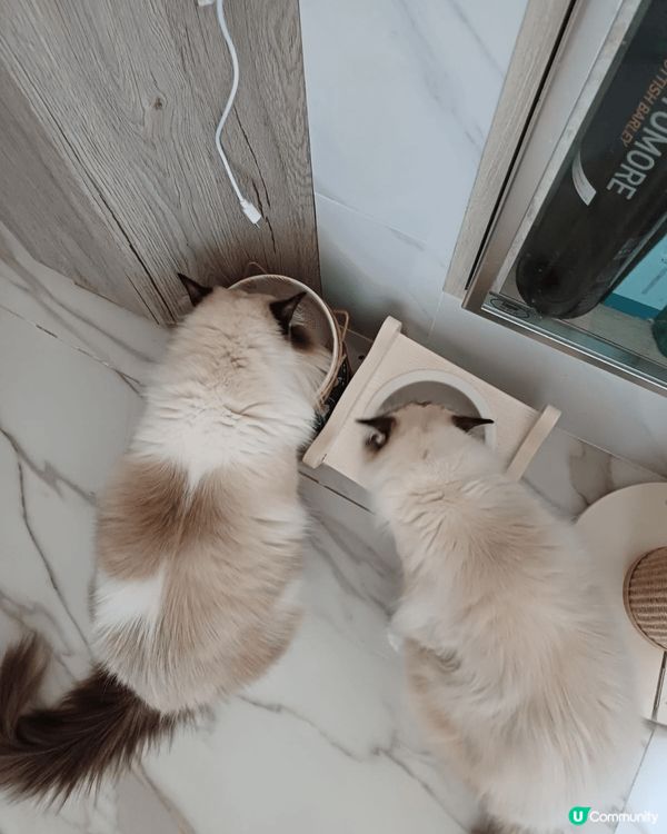 我2隻貓真係咩時間都好可愛！