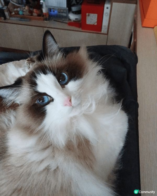 我2隻貓真係咩時間都好可愛！