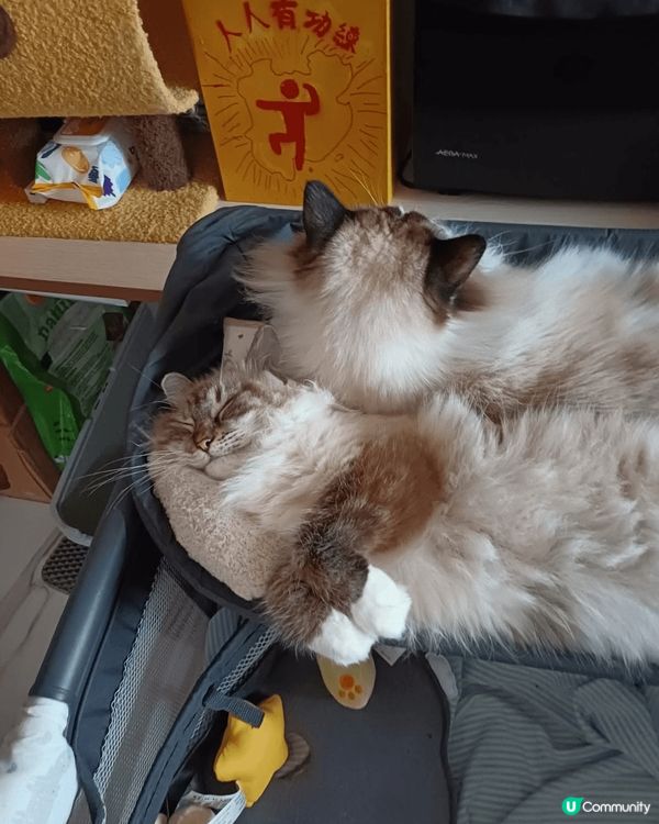 我2隻貓真係咩時間都好可愛！