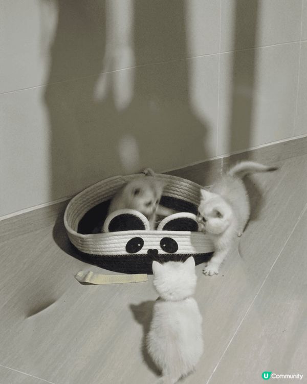 3隻貓BB非常可愛又精靈🤩