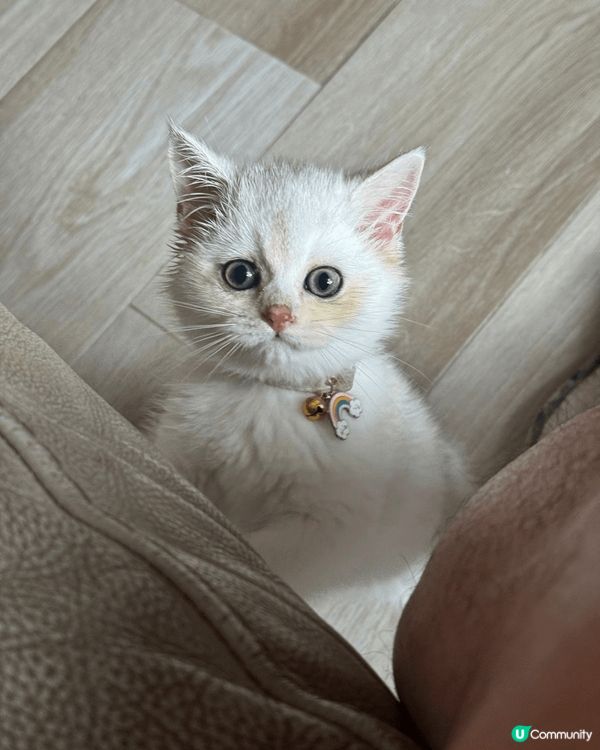 3隻貓BB非常可愛又精靈🤩