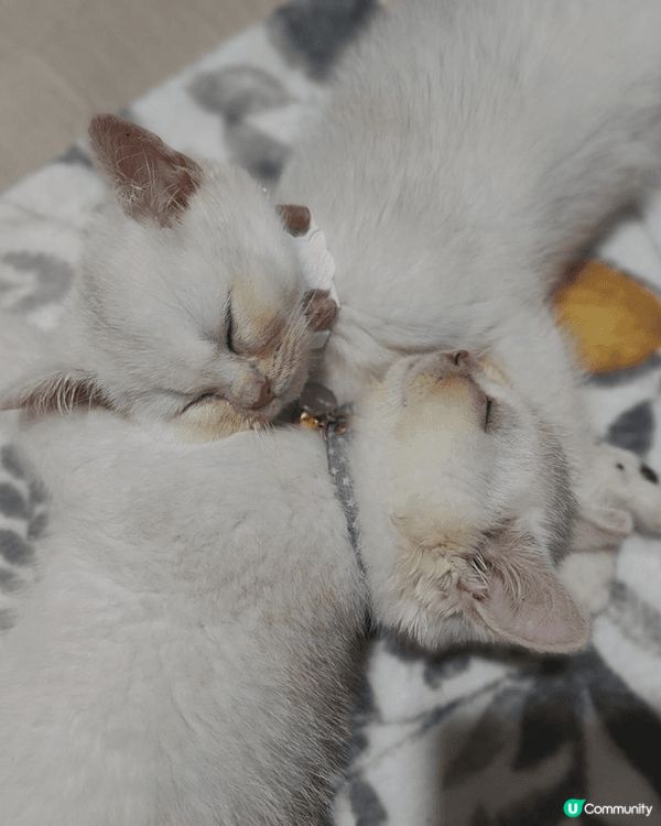 3隻貓BB非常可愛又精靈🤩