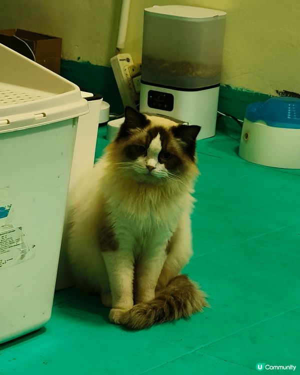 我家的傳統色布偶貓,名叫BADMAN，是一個很乖的男孩子，最...