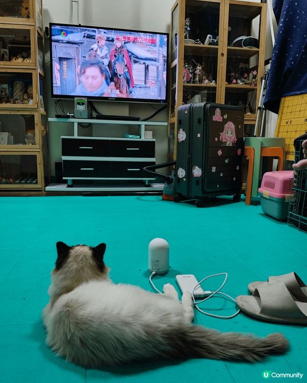 我家的傳統色布偶貓,名叫BADMAN，是一個很乖的男孩子，最...