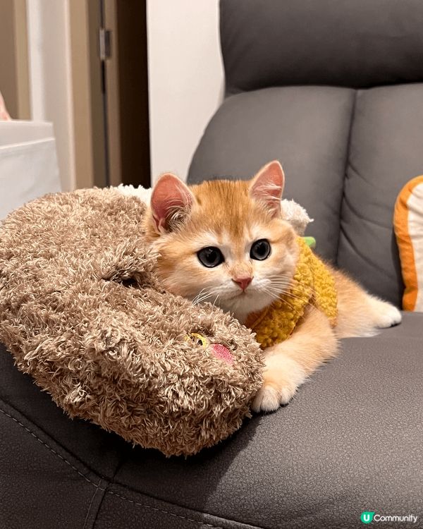 夜晚開冷氣驚佢凍親幫佢著左件呀伯夾綿