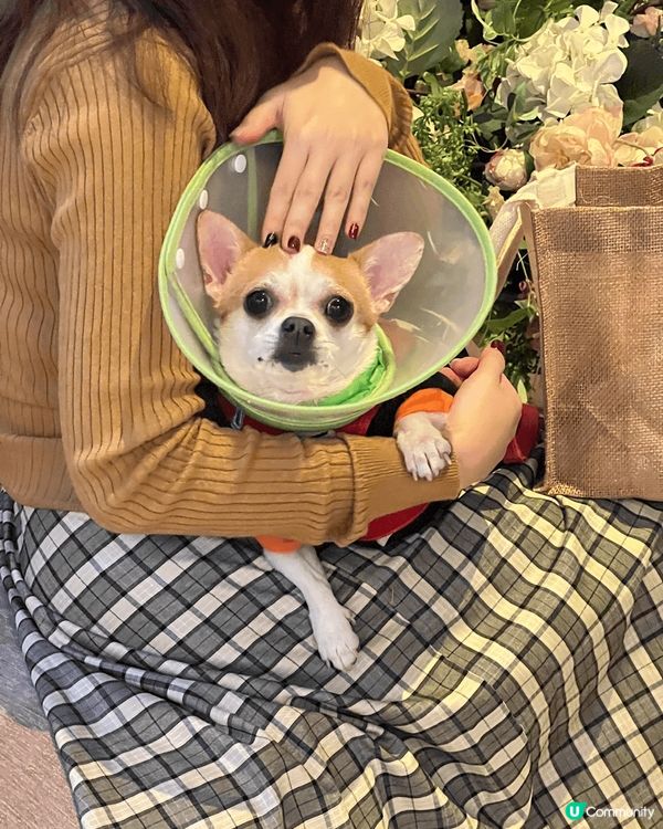 有得去玩，就開心到笑晒口嘅毛孩！唔好睇佢細細粒，好鬼惡又嘈，...