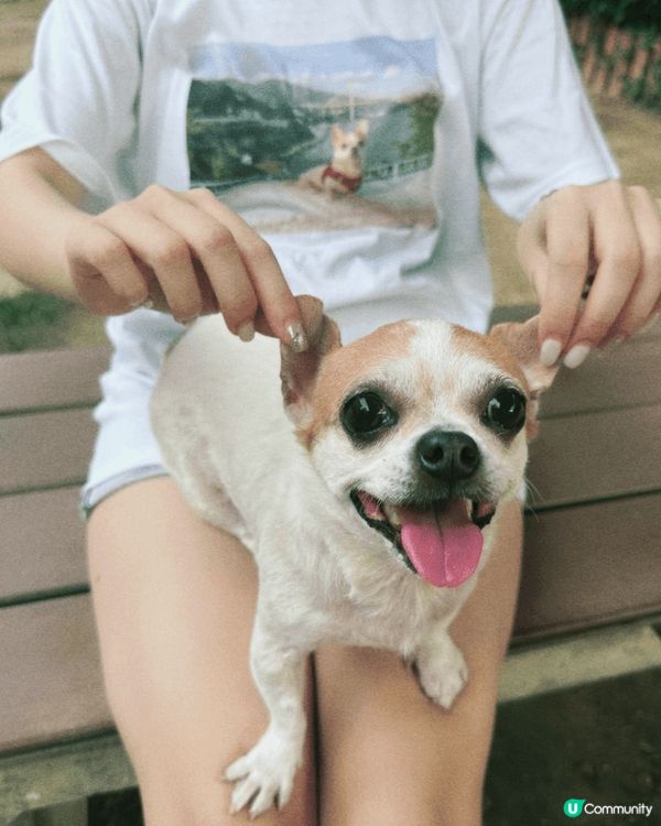 有得去玩，就開心到笑晒口嘅毛孩！唔好睇佢細細粒，好鬼惡又嘈，...