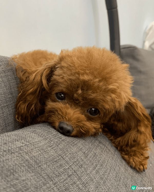 我家茶杯貴婦“毛毛”,體型好細,只係得1.5公斤,但係身手好...