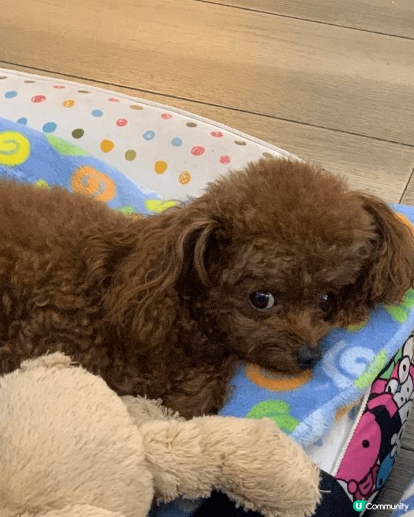 我家茶杯貴婦“毛毛”,體型好細,只係得1.5公斤,但係身手好...