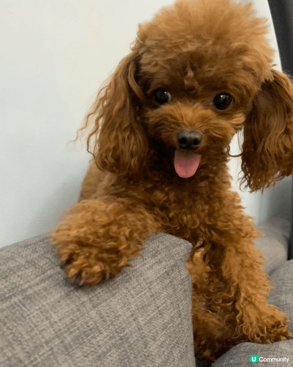 我家茶杯貴婦“毛毛”,體型好細,只係得1.5公斤,但係身手好...