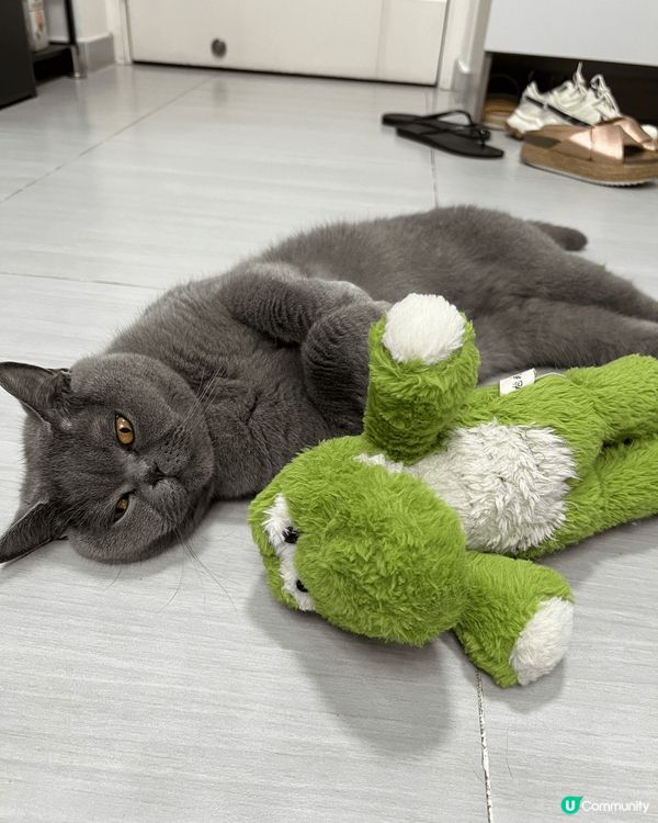 🐾 今天的主角是我的貓毛！這隻可愛的貓咪正和綠色小恐龍一起享...