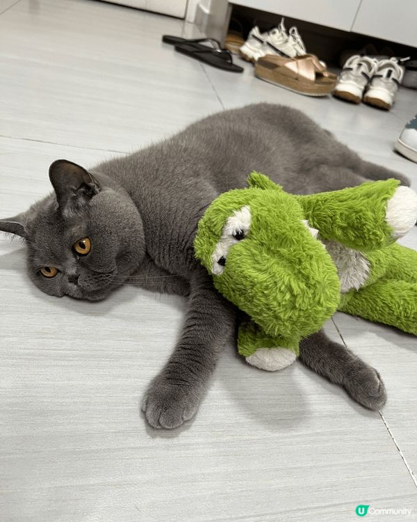 🐾 今天的主角是我的貓毛！這隻可愛的貓咪正和綠色小恐龍一起享...