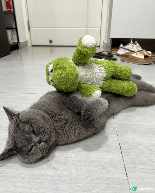 🐾 今天的主角是我的貓毛！這隻可愛的貓咪正和綠色小恐龍一起享...