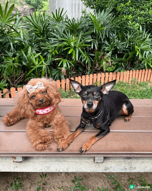 家中有兩隻小毛孩，一隻是迷你品，一隻是貴婦狗，最愛帶2位毛孩...