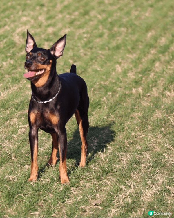 家中有兩隻小毛孩，一隻是迷你品，一隻是貴婦狗，最愛帶2位毛孩...